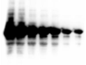 Chemiluminescent super sensitive HRP substrate, FemtoMax™