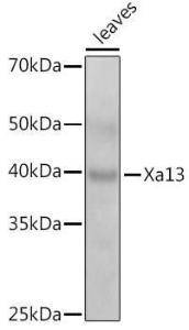 Western blot analysis of extracts of various tissues from the japonica rice (Oryza sativa L. ) variety Zhonghua 11, using Anti-SWEET11 Antibody (A309997) at 1:1,000 dilution