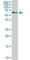 Anti-AHCYL1 Mouse Monoclonal Antibody [clone: 1B3]