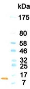 Western blotting result