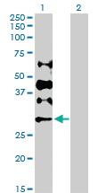 Anti-DCK Rabbit Polyclonal Antibody