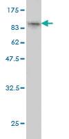 Anti-RPAP3 Mouse Monoclonal Antibody [clone: 1F2]