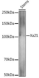 Western blot analysis of extracts of various tissues from the japonica rice (Oryza sativa L. ) variety Zhonghua 11, using Anti-Xa21 Antibody (A309998) at 1:1,000 dilution. The secondary antibody was Goat Anti-Rabbit IgG H&L Antibody (HRP) at 1:10,000 dilution.