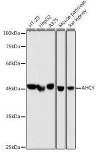 Antibody A306026-100 100 µl