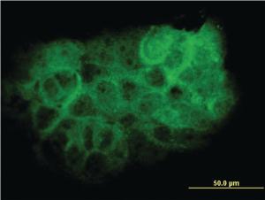 Anti-MAPK13 Mouse Monoclonal Antibody [clone: 2B2]