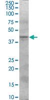 Anti-SERPINI2 Goat Polyclonal Antibody