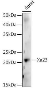 Western blot analysis of extracts of various tissues from the japonica rice (Oryza sativa L. ) variety Zhonghua 11, using Anti-Xa23 Antibody (A309999) at 1:1,000 dilution. The secondary antibody was Goat Anti-Rabbit IgG H&L Antibody (HRP) at 1:10,000 dilution.