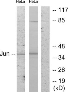 Western blot analysis of lysates from HeLa cells using Anti-c-Jun Antibody. The right hand lane represents a negative control, where the antibody is blocked by the immunising peptide