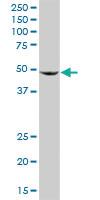 Anti-BAG5 Rabbit Polyclonal Antibody