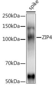 Western blot analysis of extracts of various tissues from the japonica rice (Oryza sativa L. ) variety Zhonghua 11, using Anti-ZIP4 Antibody (A310000) at 1:1000 dilution. The secondary Antibody was Goat Anti-Rabbit IgG H&L Antibody (HRP) at 1:10000 dilution