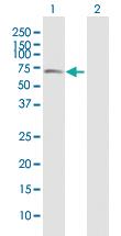 Anti-GOLM1 Mouse Polyclonal Antibody