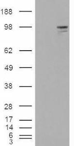 HEK293 overexpressing Neuregulin3 (RC207955) and probed with Anti-NLGN3 Antibody (A84443) (mock transfection in first lane), tested by Origene