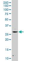 Anti-DCK Rabbit Polyclonal Antibody