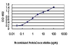 Anti-MAPK13 Mouse Monoclonal Antibody [clone: 2B2]