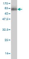 Anti-PAX8 Mouse Monoclonal Antibody [clone: 3H7]