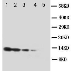 Anti-BDNF Rabbit Polyclonal Antibody