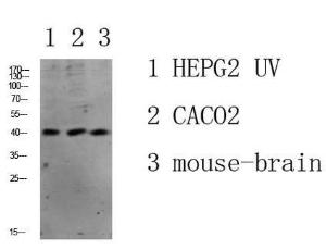 Western blot analysis of various lysate using Anti-c-Jun Antibody