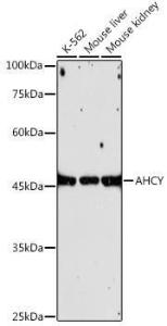 Antibody A306026-100 100 µl