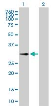 Anti-DCK Rabbit Polyclonal Antibody