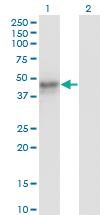 Anti-MAT1A Mouse Monoclonal Antibody [clone: 4D11]