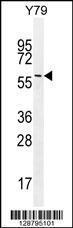 Anti-LENG9 Rabbit Polyclonal Antibody (HRP (Horseradish Peroxidase))