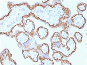 Immunohistochemical analysis of formalin-fixed, paraffin-embedded human placenta using Anti-E Cadherin Antibody [CDH1/1525]