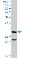 Anti-DCK Rabbit Polyclonal Antibody