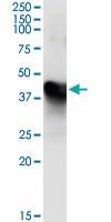 Anti-MAT1A Mouse Monoclonal Antibody [clone: 4D11]