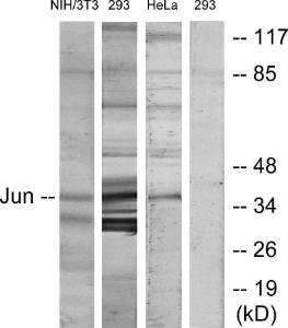 Western blot analysis of lysates from HeLa, 293, and 3T3 cells using Anti-c-Jun Antibody. The right hand lane represents a negative control, where the antibody is blocked by the immunising peptide