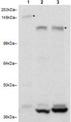 Anti-RAB11FIP3 Rabbit Polyclonal Antibody