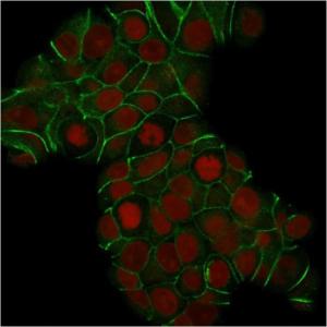 Immunofluorescent analysis of MCF-7 cells stained with Anti-E Cadherin Antibody [CDH1/1525] (CF&#174; 488) (Green) Nuclear counterstain is RedDot