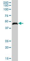 Anti-GOLM1 Mouse Polyclonal Antibody