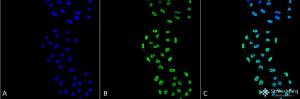 Immunocytochemistry/Immunofluorescence analysis of human cervical cancer cell line (HeLa), fixed in 4% formaldehyde for 15 min at room temperature, using Anti-PP-T Antibody [2E11] (A304862), at 1:100 for 60 minutes at room temperature