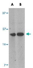 Anti-MARVELD1 Rabbit Polyclonal Antibody