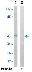 Anti-AKT1 Rabbit Polyclonal Antibody