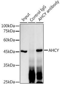 Antibody A306026-100 100 µl