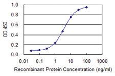 Anti-AHCYL1 Mouse Monoclonal Antibody [clone: 1B3]