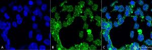 Immunocytochemistry/Immunofluorescence analysis of human embryonic kidney epithelial cell line (HEK293), fixed in 2% formaldehyde for 20 minutes at room temperature, using Anti-PP-T Antibody [2E11] (A304862), at 1:50 for 1 hour at room temperature