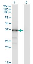 Anti-MAPK13 Mouse Monoclonal Antibody [clone: 3D8]