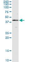 Anti-MAPK13 Mouse Monoclonal Antibody [clone: 3D8]