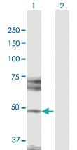 Anti-HDAC3 Rabbit Polyclonal Antibody