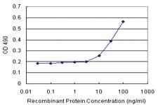 Anti-NEIL1 Polyclonal Antibody Pair