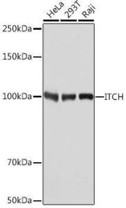 Western blot analysis of extracts of various cell lines, using Anti-ITCH / AIP4 Antibody [ARC1759] (A307734) at 1:1,000 dilution. The secondary antibody was Goat Anti-Rabbit IgG H&L Antibody (HRP) at 1:10,000 dilution.