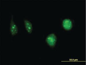 Anti-DCK Mouse Monoclonal Antibody [clone: 1D12]