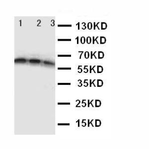 Anti-CD40 Rabbit Polyclonal Antibody