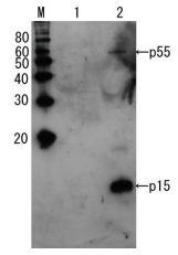 Anti-HIV1 p15 antibody