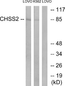 Western blot analysis of lysates from LOVO and K562 cells using Anti-CHSY2 Antibody. The right hand lane represents a negative control, where the antibody is blocked by the immunising peptide