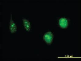 Anti-DCK Mouse Monoclonal Antibody [clone: 1D12]