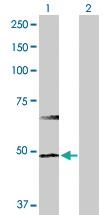 Anti-HDAC3 Rabbit Polyclonal Antibody