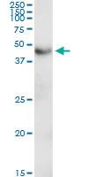 Anti-C2CD2 Rabbit Polyclonal Antibody